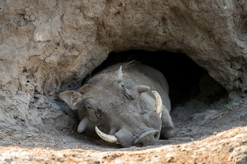 King's Pool Camp King's Pool Camp: Warzenschwein in seinem Bau