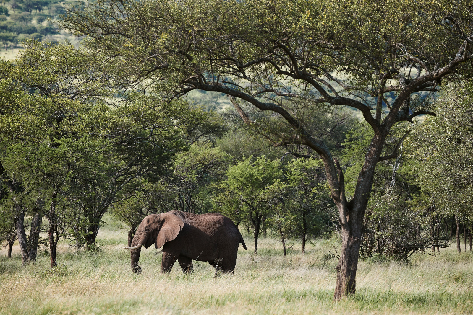 Laba Migration Camp Laba Migration Camp: Elefant seitlich