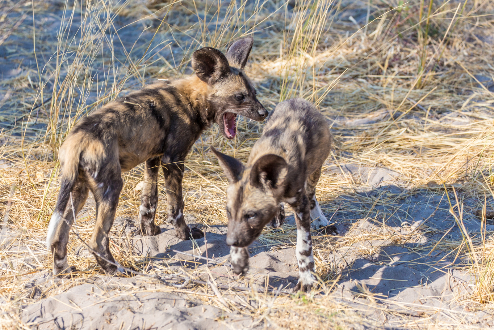 Lebala Camp Lebala Camp: Wildhundwelpen