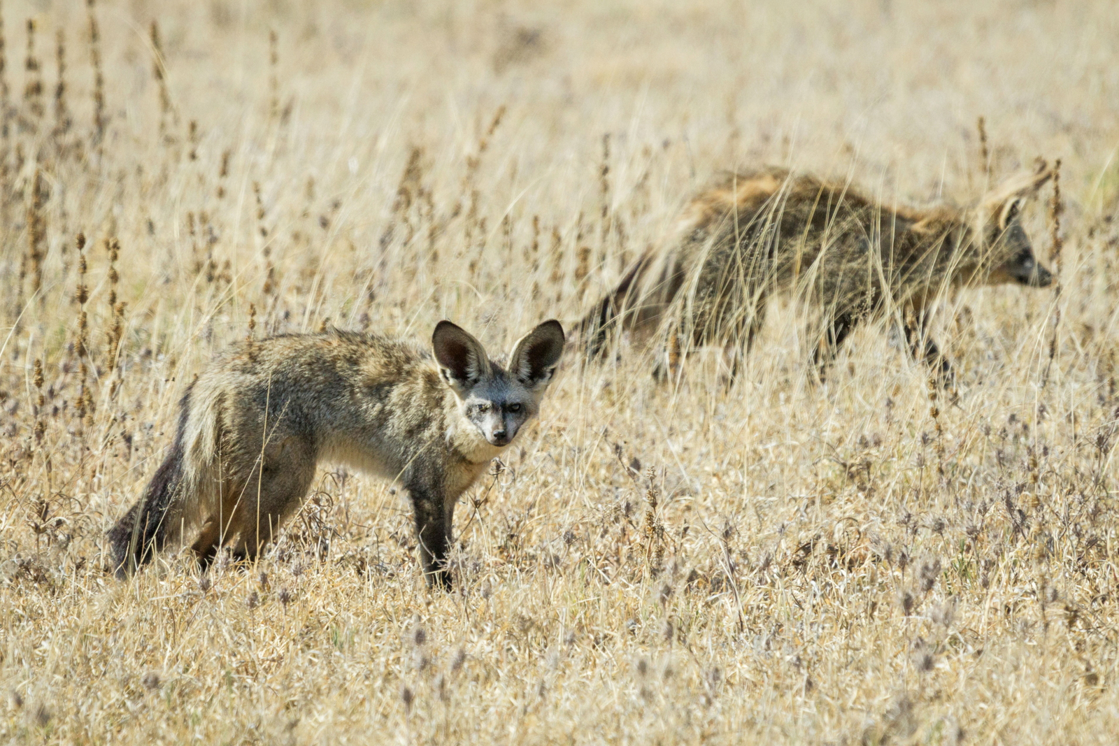 Leroo La Tau Lodge Leroo La Tau Lodge