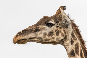 Little Governors' Camp: Masai-Giraffe