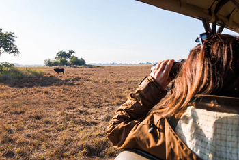 Mukambi Busanga Plains Camp: Büffel
