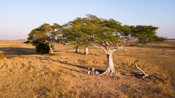 Mukambi Busanga Plains Camp: Feigenbäume
