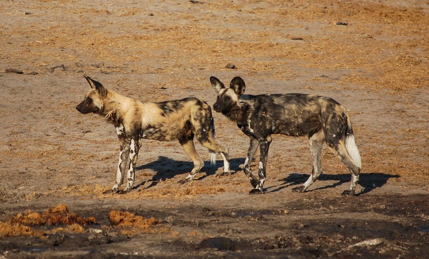Nehimba Lodge
