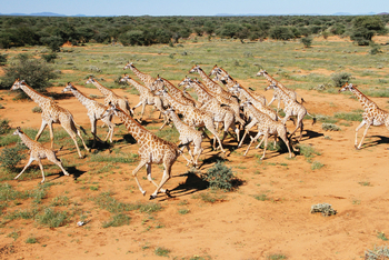 Old Traders Lodge: Galoppierende Giraffen