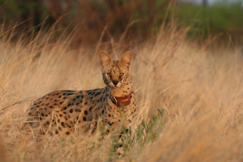 Old Traders Lodge: Serval mit GPSkragen