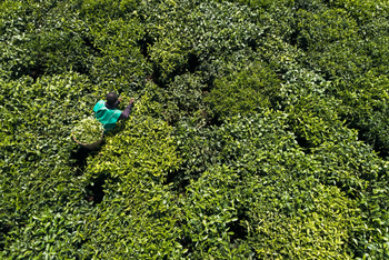 One and Only Nyungwe House: Teefelder von oben
