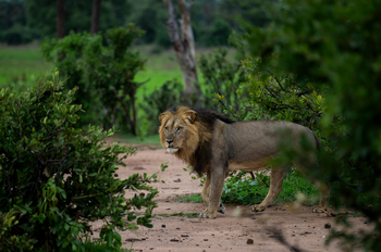 Royal Zambezi Lodge: Löwe in der Natur