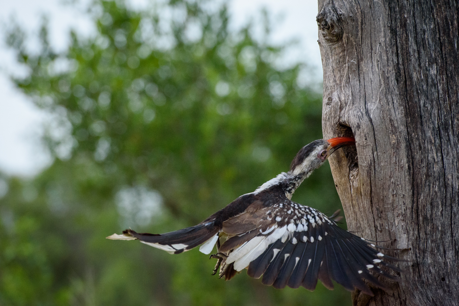 Sabi Sabi Earth Lodge Sabi Sabi Earth Lodge