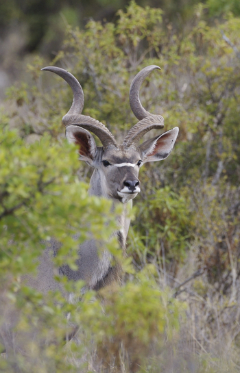 Sarara Camp: Großer Kudu