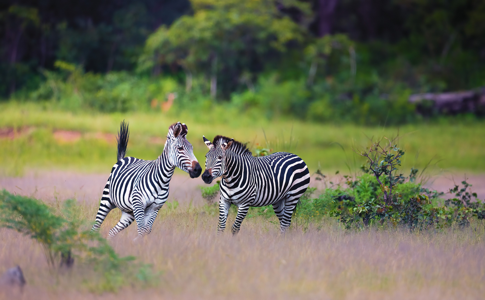 Sungani Lodge Sungani Lodge: Zebras
