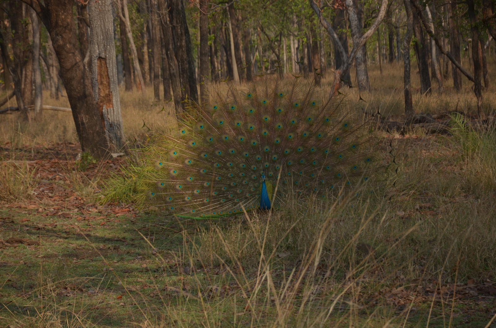 Tathastu Resort Pench Tathastu Resort Pench: Pfau