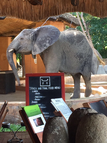 Track and Trail River Camp Track and Trail River Camp: Elefant im Camp