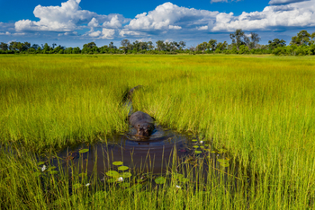 Tuludi Camp: Nilpferd auf seinem Highway