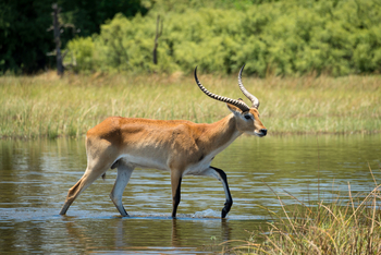 Vumbura Plains Camp: Red Lechwe