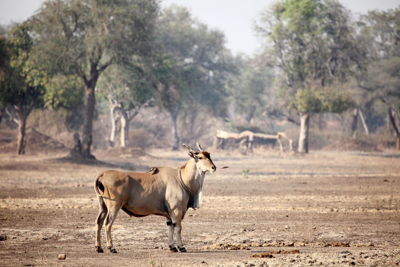 Zambezi Expeditions Zambezi Expeditions: Elenantilope