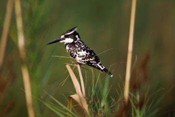 Asiatic Lion Lodge Asiatic Lion Lodge: Pied Kingfisher
