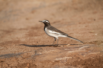 Asiatic Lion Lodge Asiatic Lion Lodge: Pied Wagtail