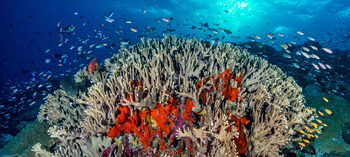 Astove Coral House: Feurige Korallen