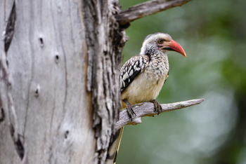 Chilo Ivory Trail Adventure: Red Hornbill