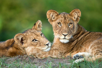 Chisa Busanga Camp Chisa Busanga Camp: Junge Löwen