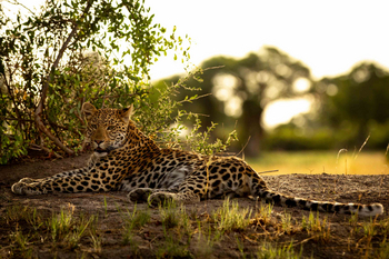 Duba Plains Camp: Leopard
