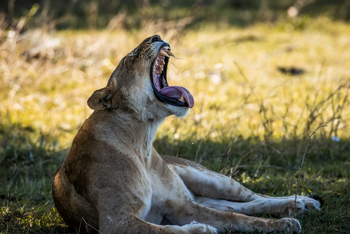 Elewana Serengeti Migration Camp: Löwin mit offenem Maul