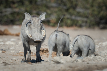 Etosha Heights Game Reserve: Tiere und Landschaft