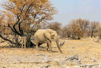 Etosha Oberland Lodge Etosha Oberland Lodge: Junge Elefanten