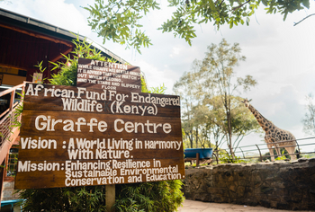 Giraffe Manor: Giraffenerlebnis