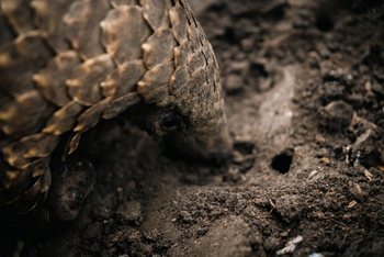Gorongosa Safaris: Kopf eines Schuppentiers