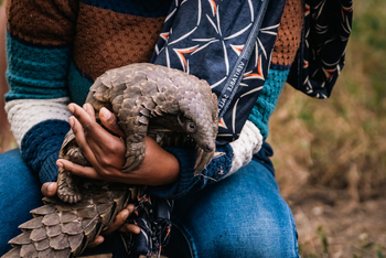 Gorongosa Safaris: Nahaufnahme Schuppentier