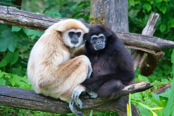 IORA The Retreat: Gibbons