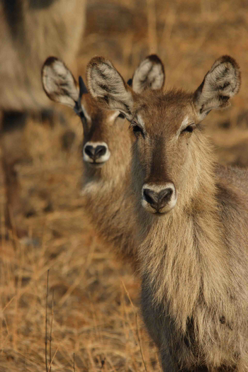 Island Bush Camp: Wasserböcke