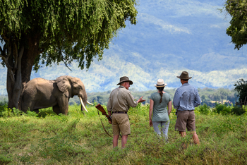 John's Camp John's Camp: Elefantenbegegnung