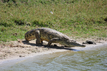 Kasenyi Safari Camp: Krokodil am Kazinga Channel