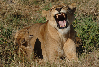 Kwara Camp Kwara Camp: Gähnende Löwen