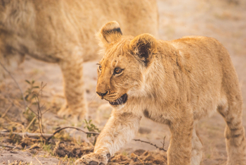 Lagoon Camp Lagoon Camp: Löwenbaby