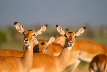 Lamai Serengeti: Impalas