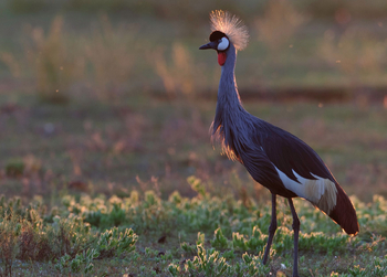 Liuwa Camp: Kronenkranich