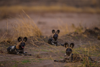 Luambe Camp: Ruhende Wildhunde
