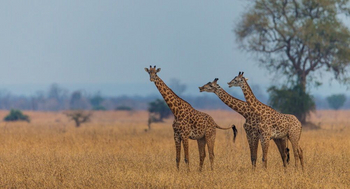 Luambe Camp: Thornicroft Giraffe