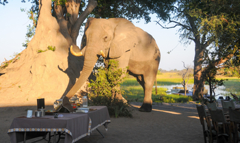 Macatoo Camp: Elefant im Camp