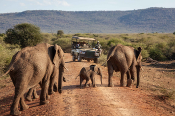 Madikwe Hills Private Game Lodge: Elefantenherde überquert Straße im Morgengrauen
