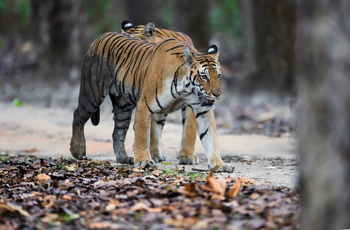 Meru Vann: Tigerpaar