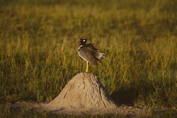 Migration Expeditions Camp Migration Expeditions Camp: Weißflügeltrappe