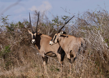 Mkomazi Wilderness Retreat: Markante Pferdeantilopen im Sonnenlicht