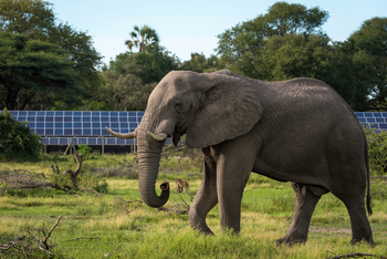 Mombo Camp: Elefant vor den Solarpanelen