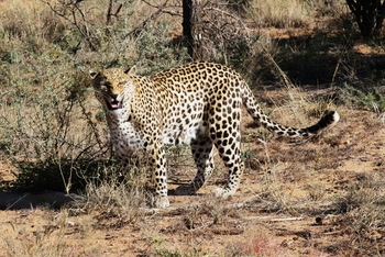 Naankuse Lodge: Leopardin Shakira