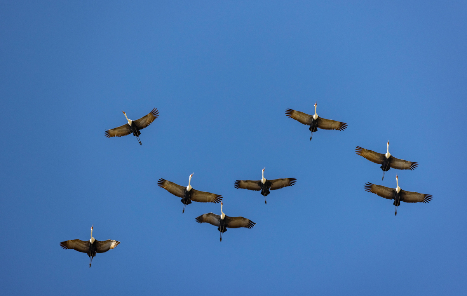 Camp Kalahari Camp Kalahari: Klunkerkraniche